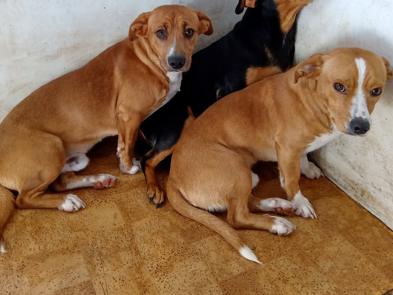 Irmãos