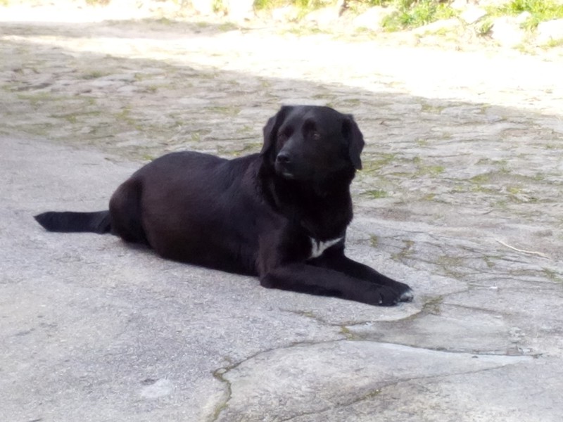 Pretinha
