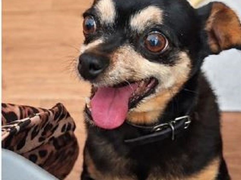 ENCONTRADA EM CASTELO DE NEIVA