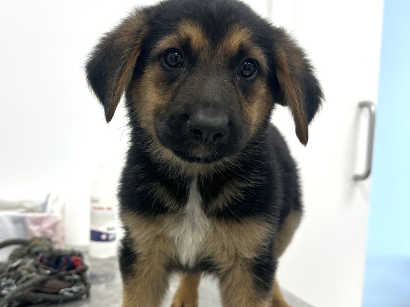 C24/2025 Simba
